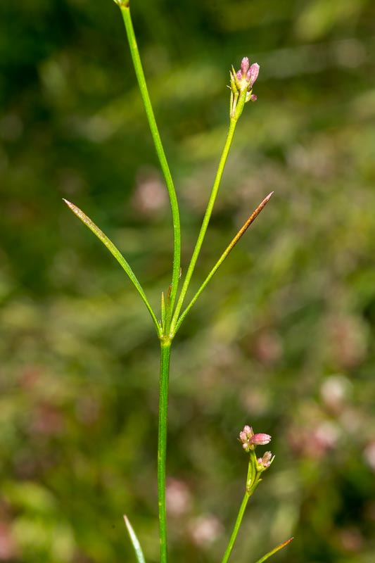 Asperula aristata / Stellina aristata